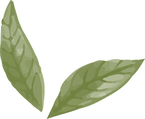 green leaves isolated 
