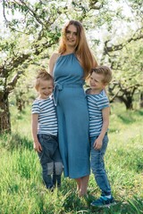 Naklejka na ściany i meble pregnant mother with two sons cheerful walk in the apple orchard on a sunny spring day. High quality photo