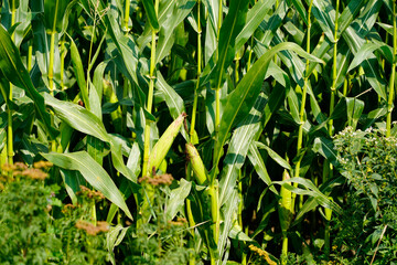 A picture of a corn field