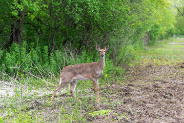 Deer Eating Along The Woods Line In Spring