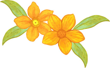orange flower isolated on white background