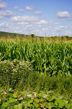 A picture of a corn field
