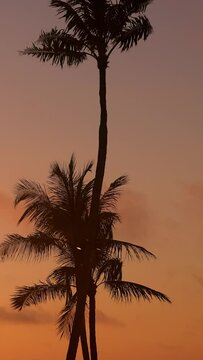 Amazing silhouettes of Palm trees at sunset - travel photography