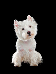 Pretty adult sitting white west highland terrier in a black studio