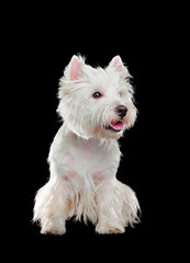 Pretty dog in a black studio looking to the side