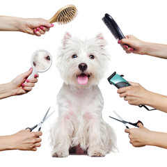 Pretty westhighland terrier puppy  and hands with groomer tools isolated on white