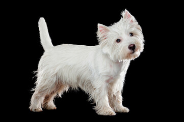 Profile full length portrait of a standing west highland terrier isolated on black