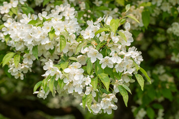 White Crabapple Blossoms In Late May