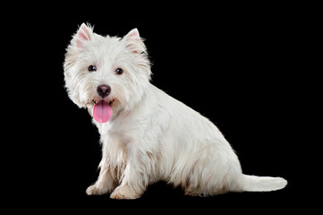 Side view of a sitting dog against black background