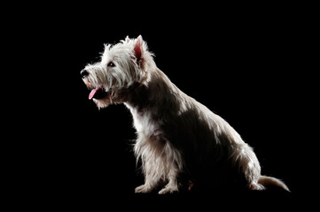 Silhouette of a sitting west highland terrier isolated on black