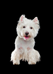 Sitting white puppy in a black studio