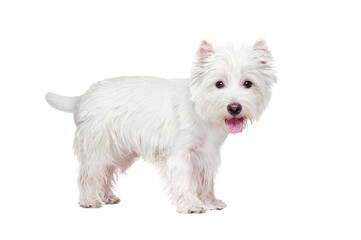 Standing dog in a white studio side view portrait
