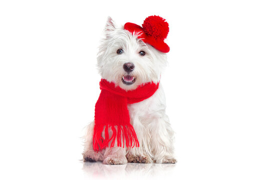Pretty dog wearing red hat and scarf against white background