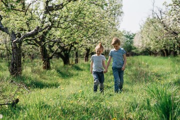 Naklejka na ściany i meble two little cute brothers cheerful walk in the apple orchard on a sunny spring day. High quality photo