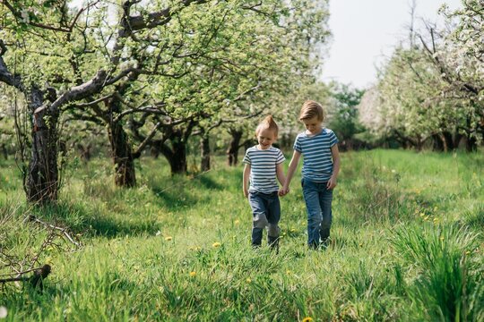two little cute brothers cheerful walk in the apple orchard on a sunny spring day. High quality photo