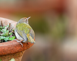 A Tailor Bird taking off from a flower pot]