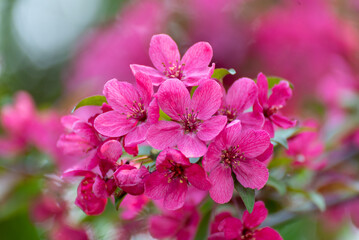 Red Crabapple Blossoms In Late May