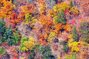 カラフルに染まった森林の紅葉の俯瞰