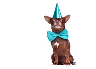 Chihuahua dog having birthday against white background
