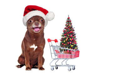 Chihuahua in Santa hat with a shopping trolley with Christmas tree