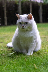 Naklejka na ściany i meble white cat on grass