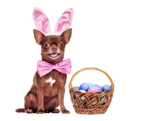 Chihuahua wearing Easter outfit isolated on white