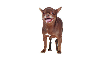 Front view picture of a standing chihuahua