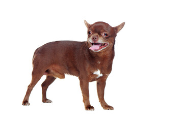 Funny brown mini chihuahua dog
