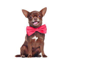 Happy brown chihuahua dog wearing pink bow tie