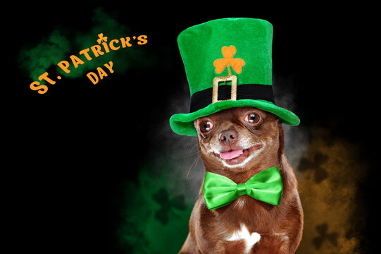 Card for st. Patrick's day with chihuahua dog