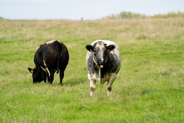 black and white cows