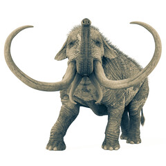 mammoth front view in white background