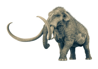 mammoth walking in white background