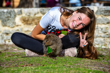 beautiful girl poses for photo with quokka on rottenst island in western australia, selfie with...