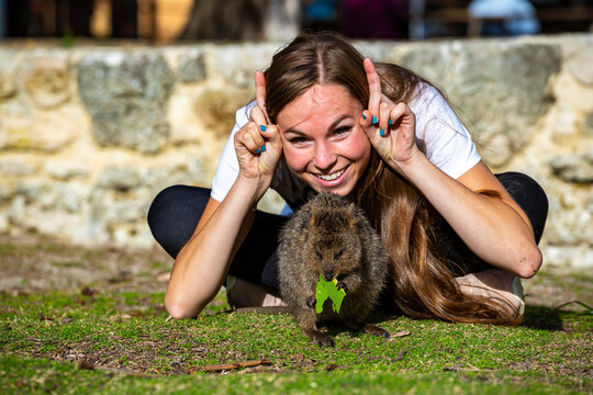 beautiful girl poses for photo with quokka on rottenst island in western australia, selfie with cute wildlife on rottnest in australia