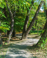 Large trunks of tall trees along the path of the alley in the park with sunlight. Autumn natural background golden leaves on the ground and the last greenery on tree branches