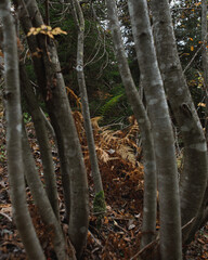 Autumn textures of nature: wet leaves, tree trunks, flowers, grass, moss