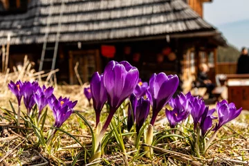 Foto auf Acrylglas góry Tatry krokusy wiosna schronisko © Tomek Górski