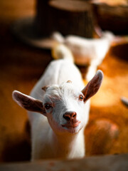 close up of a goat