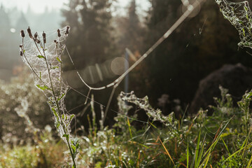 Beautiful morning scenery. Cobwebs on the grass and sunlight