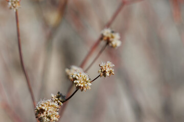 White flowering axillaterminal determinate cymose head inflorescences of Eriogonum Nudum, Polygonaceae, native perennial monoclinous herb in the San Emigdio Mountains, Transverse Ranges, Autumn.