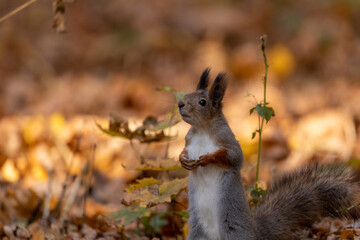 squirrel in autumn foliage