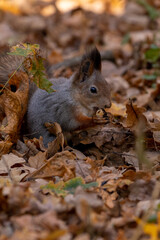 squirrel in autumn foliage