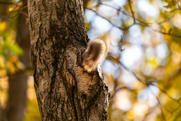 Squirrel tail sticking out of the hollow