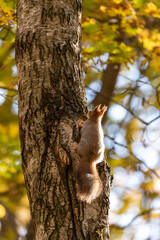 Squirrel near the hollow in autumn