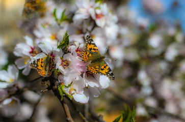 butterfly over the tree 