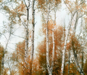 Autumn scene. Aspens with reddened leaves in an autumn deciduous forest
