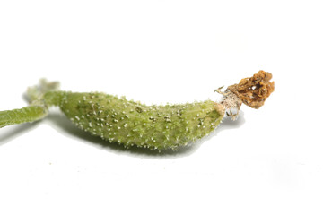 small cucumber isolated on white background extreme close up
