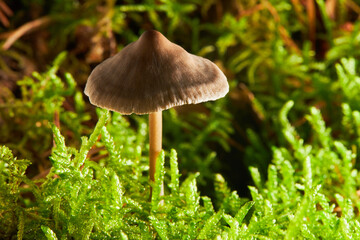 Small toxic poisonous mushroom entoloma vernum is growing in moss in woodland