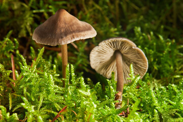 Small toxic poisonous mushroom entoloma vernum is growing in moss in woodland